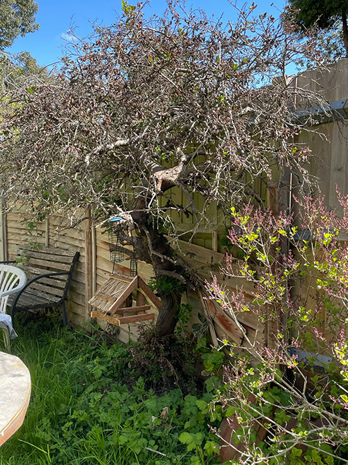 Name:  tree2.jpg
Views: 100
Size:  248.1 KB