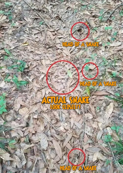 Name:  SNAKE.jpg
Views: 105
Size:  108.0 KB