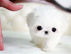 Name:  59f0e9ef974626d883542f2041c6ab42--tiny-puppies-teacup-puppies.jpg
Views: 257
Size:  6.1 KB