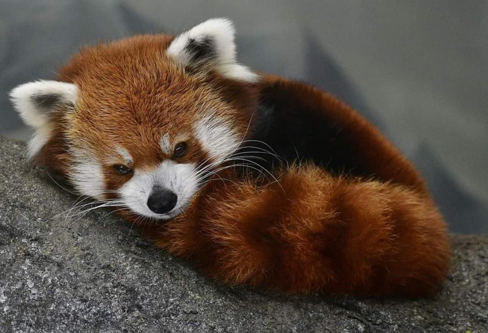 Name:  red panda.jpg
Views: 38
Size:  96.3 KB