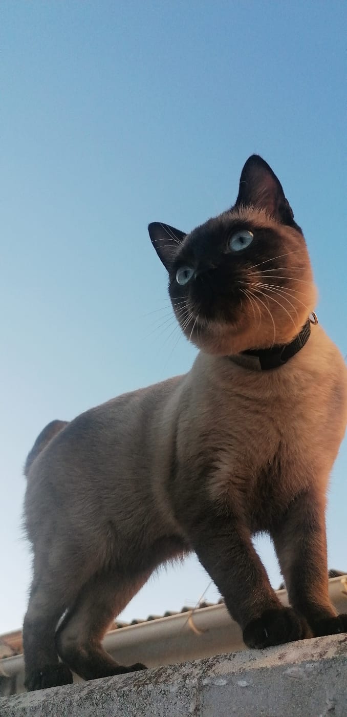 Name:  a2110d96-e61e-4159-943b-bceceb8f071e.jpg
Views: 53
Size:  73.5 KB