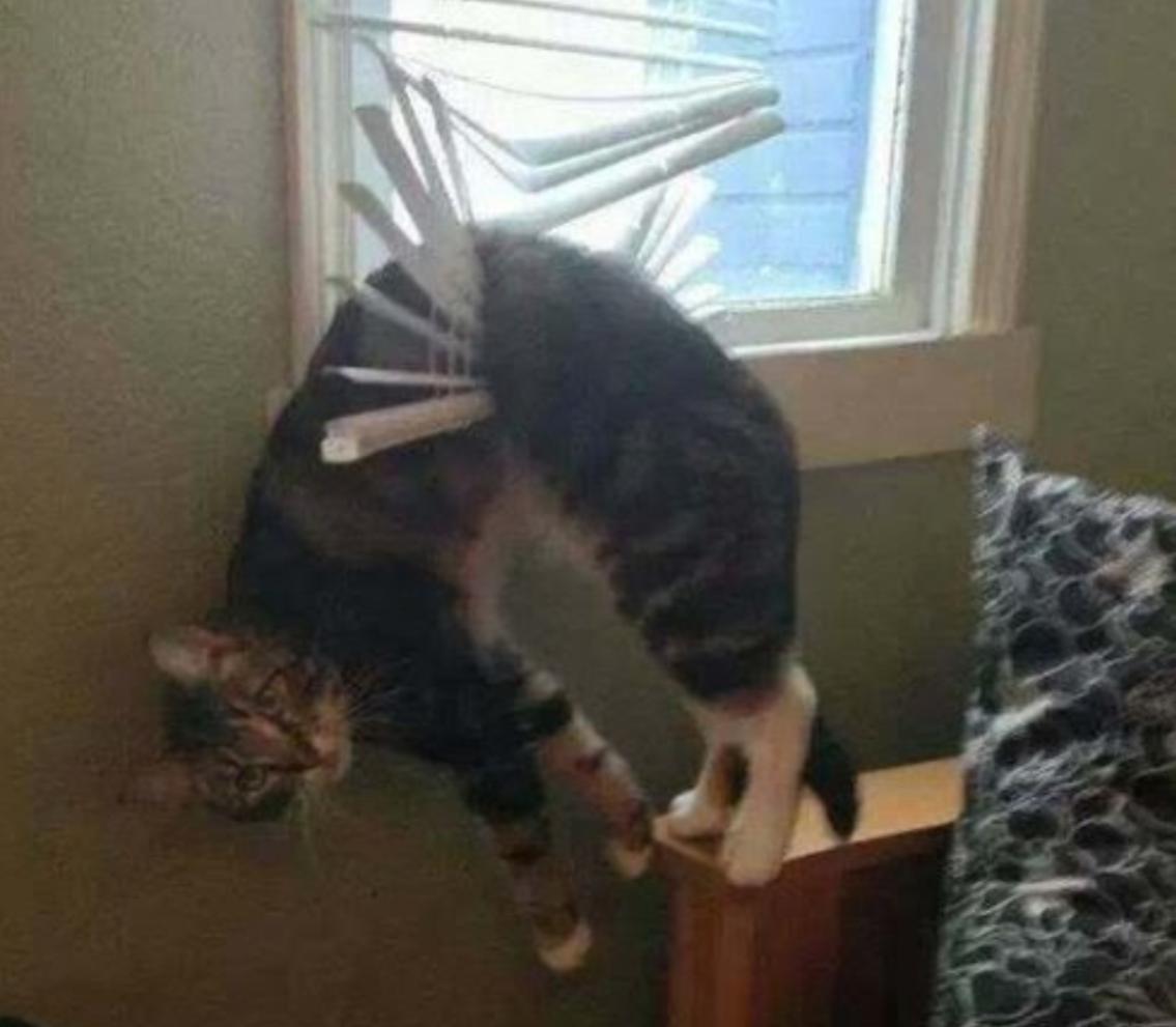 Name:  caption-this-photo-hang-in-there.jpg
Views: 100
Size:  72.8 KB