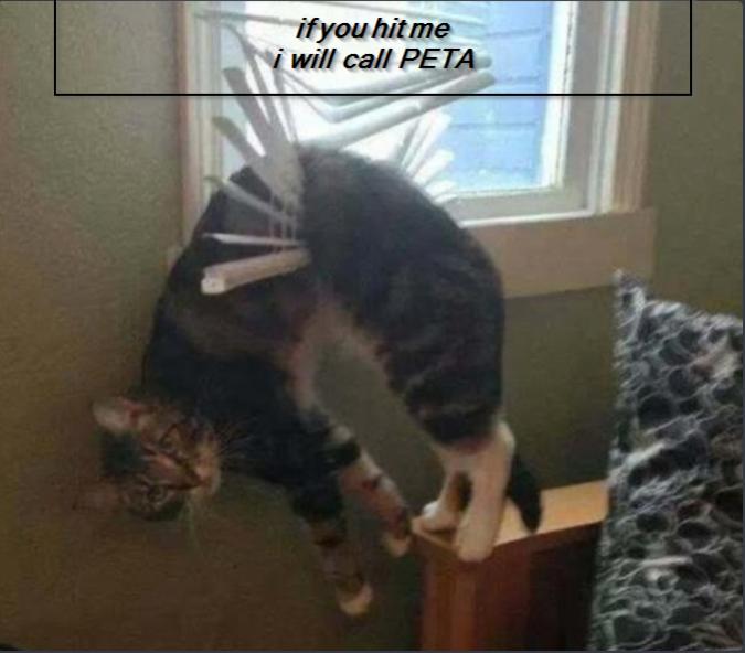 Name:  2022-12-11 10_39_53-2️⃣3️⃣ - Caption This! - Legion Gaming Community - Vivaldi.jpg
Views: 81
Size:  39.1 KB