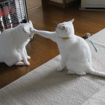 Name:  FjwJ4HuXwAEiA66.jpg
Views: 21
Size:  26.2 KB