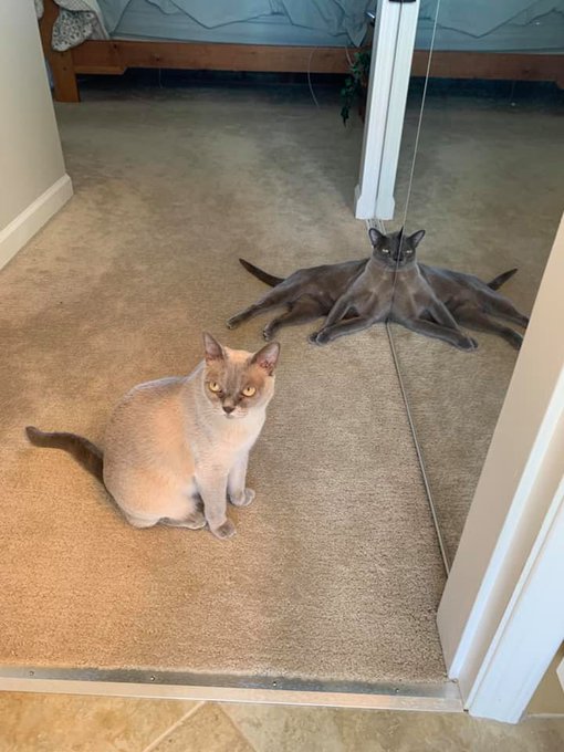 Name:  Fj5ZUqJWQAEIJxE.jpg
Views: 20
Size:  65.2 KB