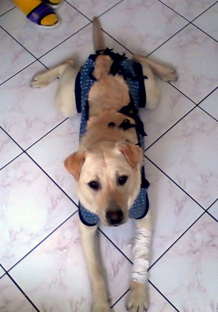 Name:  mela-001.jpg
Views: 60
Size:  86.0 KB