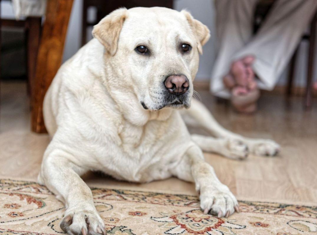 Name:  mela-002.jpg
Views: 61
Size:  87.2 KB