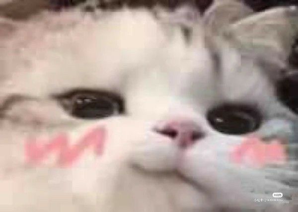 Name:  cat.jpg
Views: 142
Size:  22.2 KB