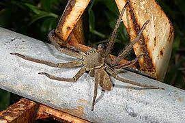 Name:  araigx.jpg
Views: 27
Size:  14.2 KB