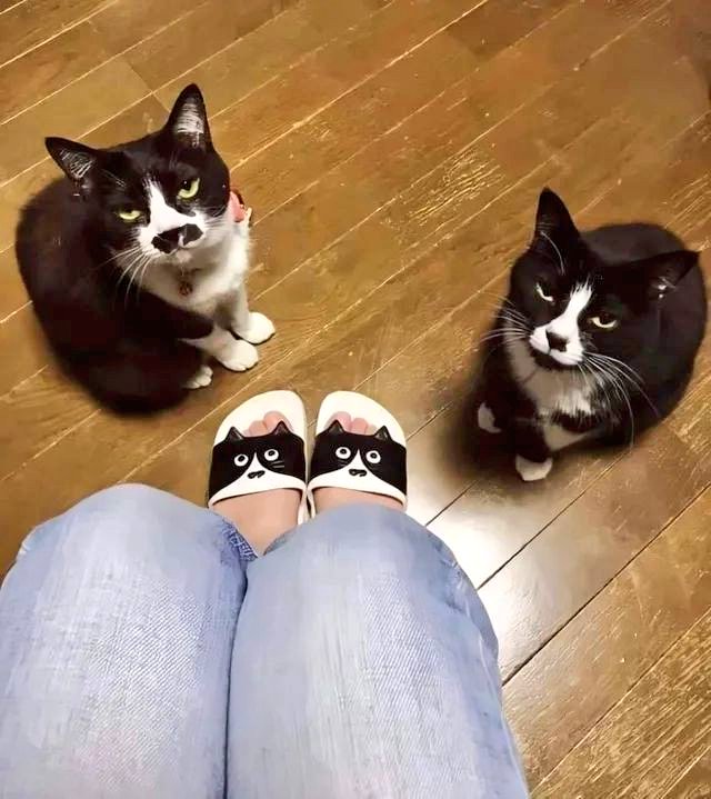 Name:  FrvruI9WYAMGuGm.jpg
Views: 66
Size:  70.1 KB