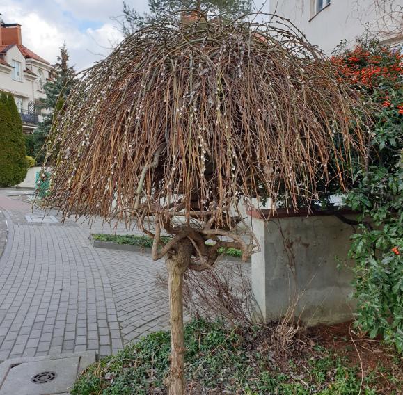 Name:  20230325_144843.jpg
Views: 110
Size:  98.0 KB