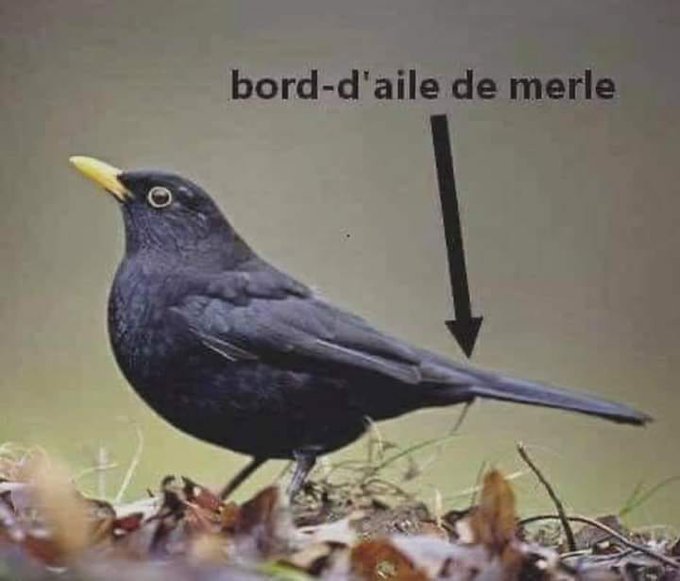 Name:  FsyCU0XX0AITRUw (1).jpg
Views: 40
Size:  42.1 KB