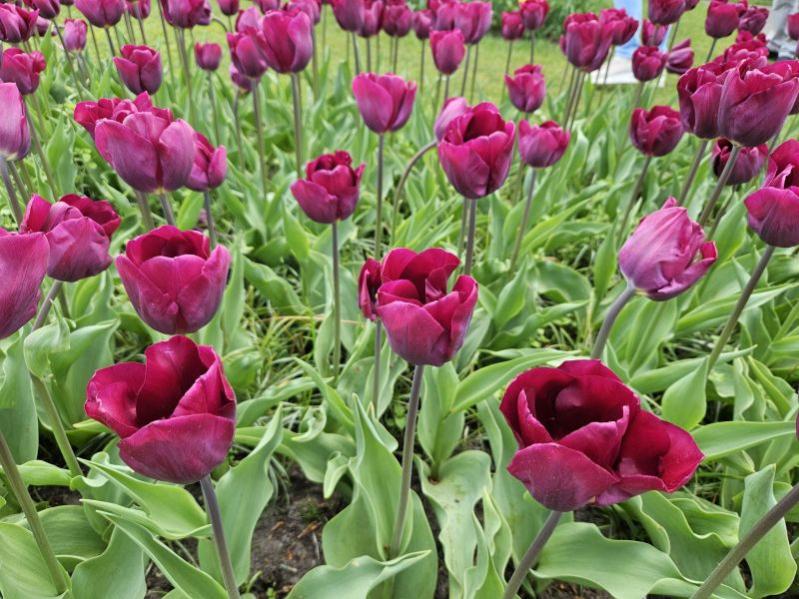 Name:  20230506_111954.jpg
Views: 41
Size:  96.4 KB