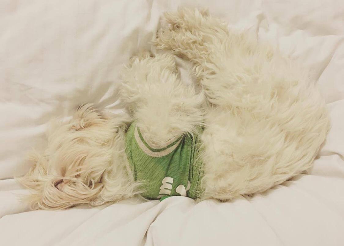 Name:  milo (1).jpeg
Views: 170
Size:  60.2 KB