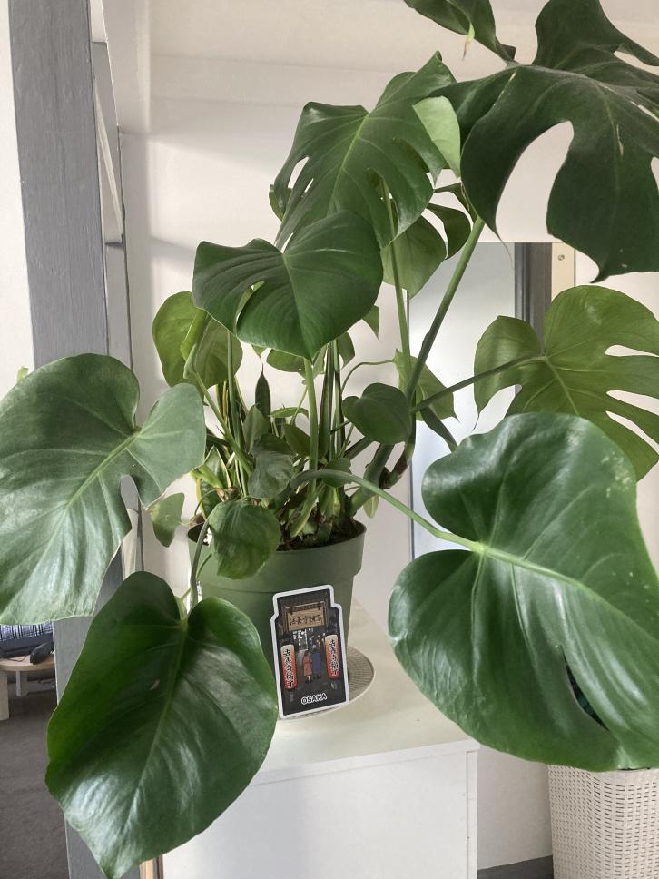 Click image for larger version.&nbsp;

Name:	cheesy.jpg&nbsp;
Views:	89&nbsp;
Size:	92.1 KB&nbsp;
ID:	18505