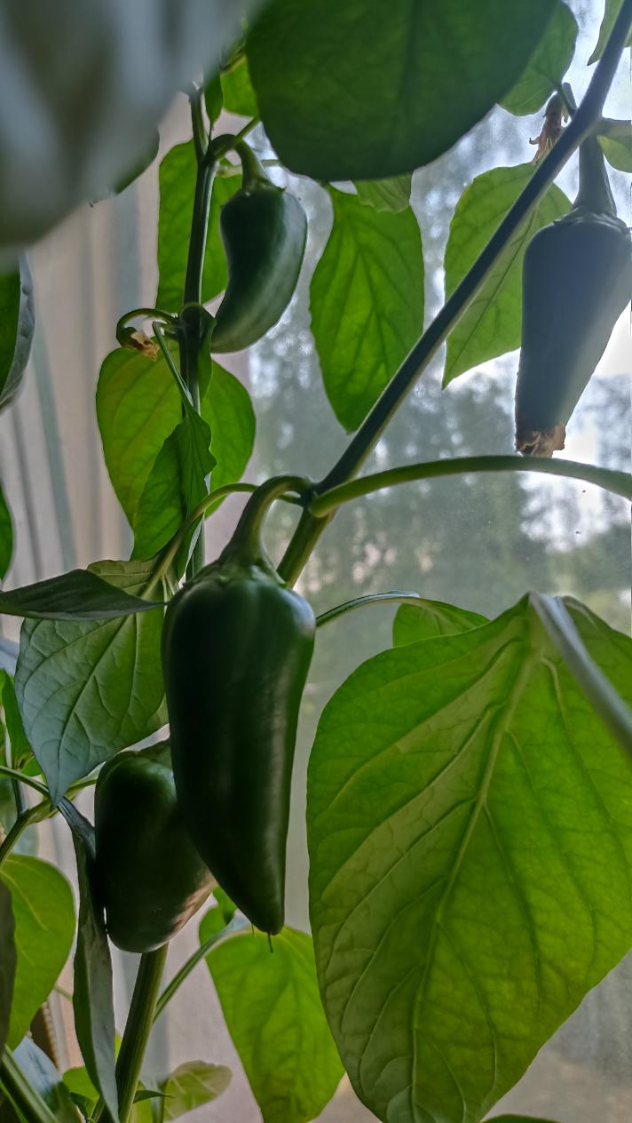 Name:  IMG_20230607_111530.jpg
Views: 92
Size:  90.3 KB