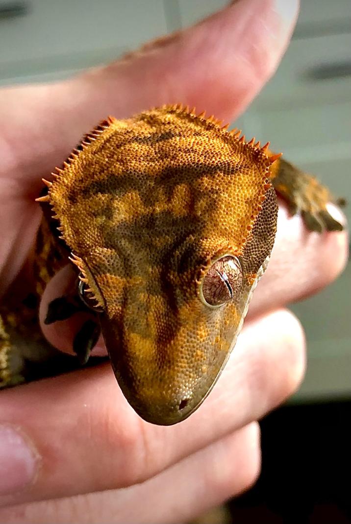 Name:  d17e93db-73ae-4759-b7e6-2411da6d215b.jpg
Views: 94
Size:  92.8 KB