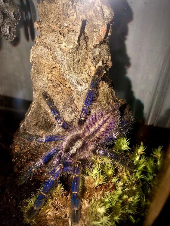 Name:  eb83cc22-9e0c-4333-88f2-9a59afd4980c.jpg
Views: 90
Size:  98.5 KB