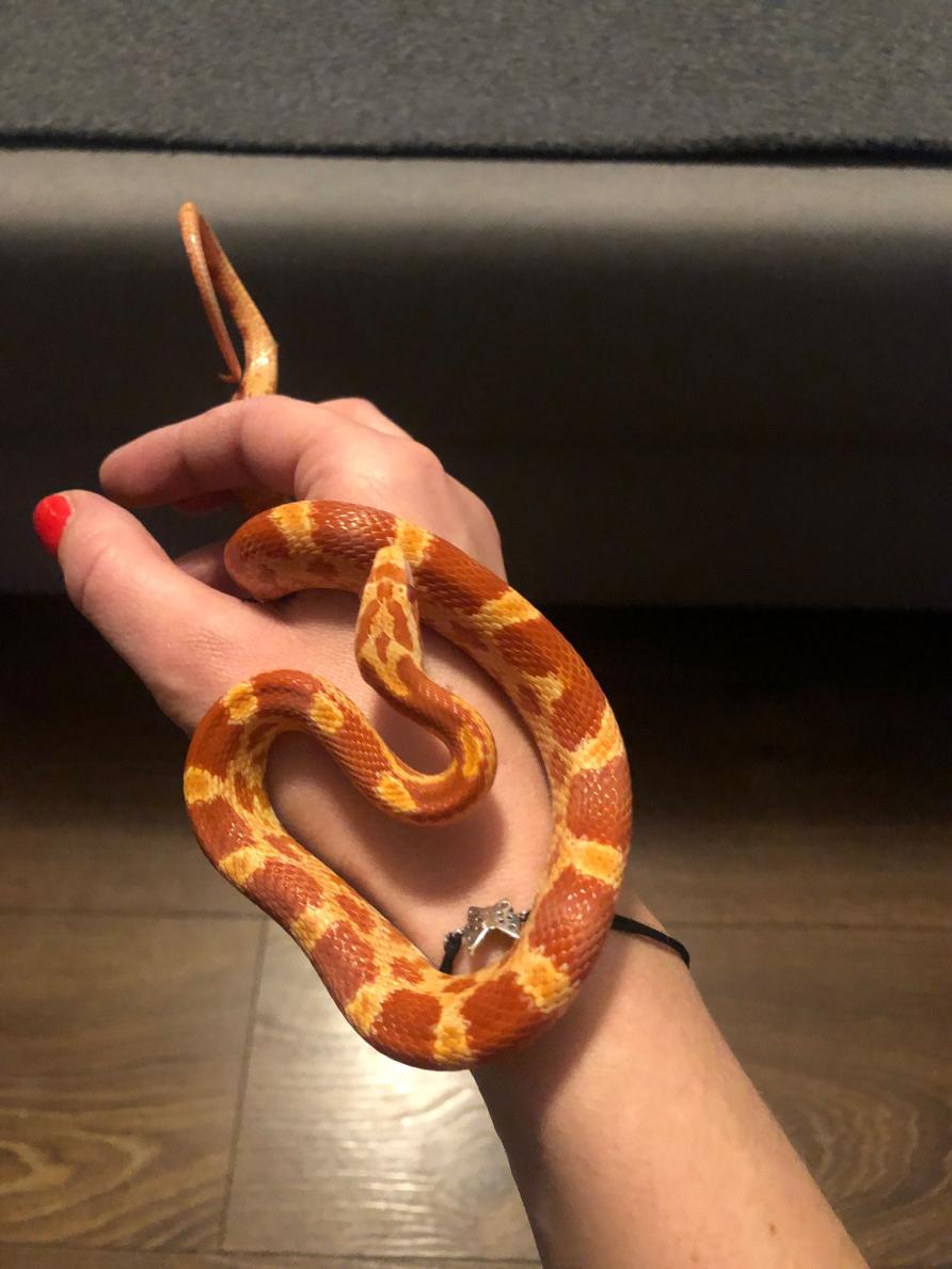 Name:  197c3c2d-4993-40fe-b0ac-69d7dbb177a7.jpg
Views: 91
Size:  86.3 KB