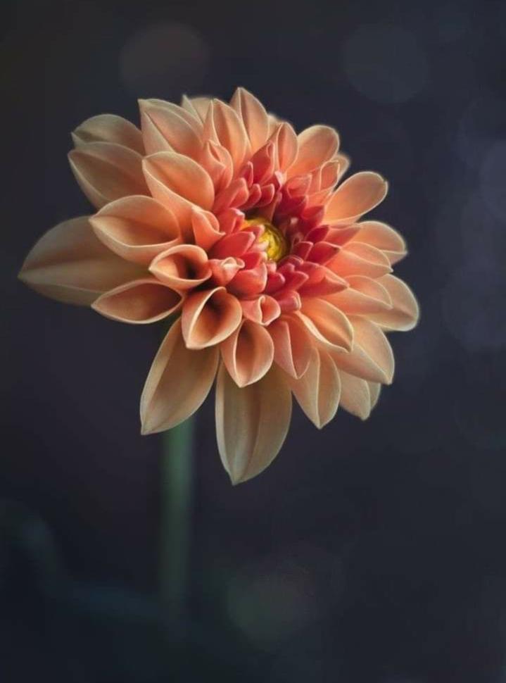 Name:  Polish_٢٠٢٣٠٦١٤_١٩٣٣٠٩٩٠٣.jpg
Views: 427
Size:  39.2 KB