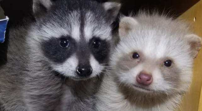 Name:  Polish_٢٠٢٣٠٦١٤_١٩٠٦١٧٧٤٠.jpg
Views: 1234
Size:  28.8 KB