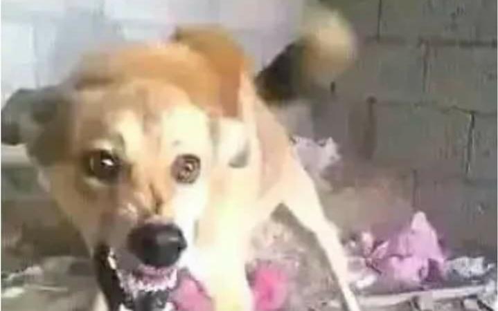 Name:  Polish_٢٠٢٣٠٦١٤_١٩٣٦٤٥٧١٣.jpg
Views: 680
Size:  25.0 KB