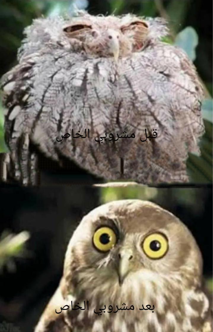 Name:  Polish_٢٠٢٣٠٦١٦_٢١٥٩٣٦٧٤٤.jpg
Views: 979
Size:  86.0 KB