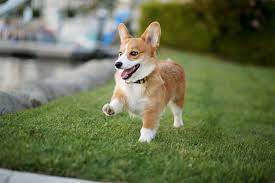 Name:  corgi.jpeg
Views: 321
Size:  6.4 KB
