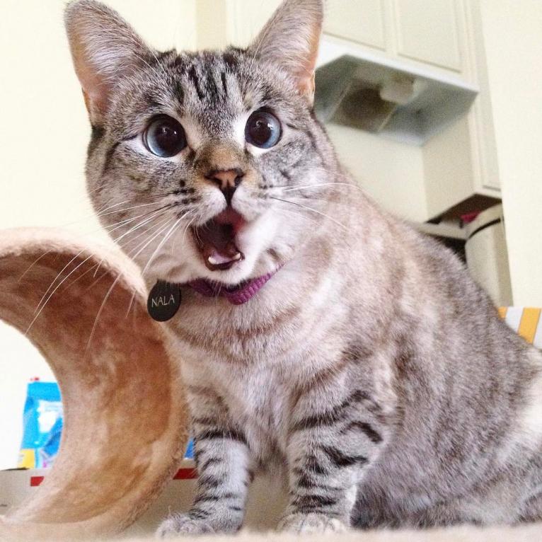 Name:  nala-the-cat.jpg
Views: 247
Size:  94.5 KB