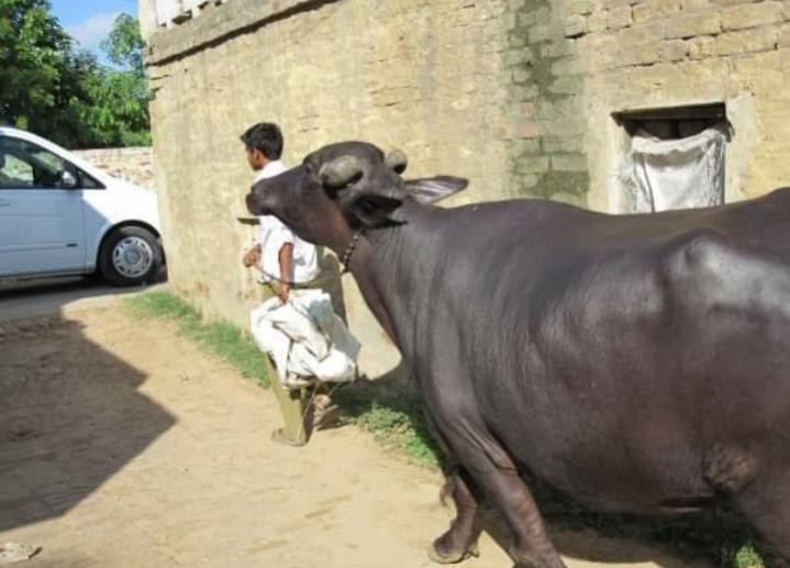 Name:  Polish_٢٠٢٣٠٦١٦_٢٠٥٩٠٣٩١٣.jpg
Views: 450
Size:  47.0 KB