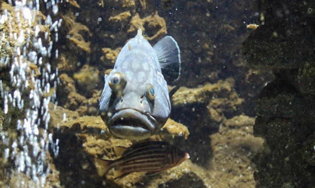 Name:  fish-rhodes.jpg
Views: 446
Size:  96.8 KB