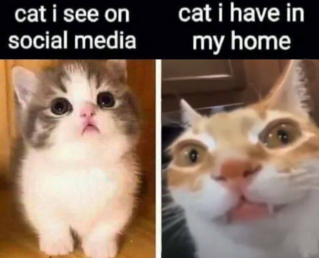 Name:  F0aiNPSXsAA1ZX8.jpg
Views: 39
Size:  33.1 KB