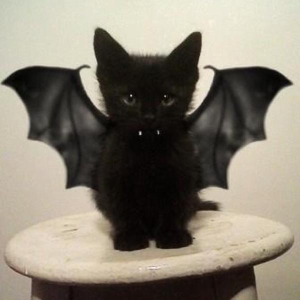 Name:  95609992_4026372787403628_2922853398162178048_n.jpg
Views: 210
Size:  25.6 KB