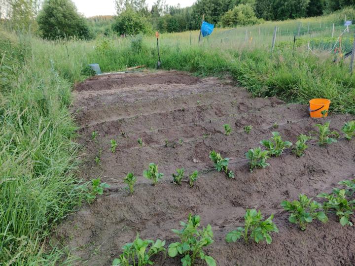 Name:  dzialka4.jpg
Views: 32
Size:  97.6 KB