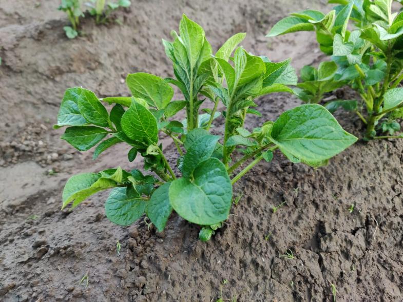 Name:  dzialka2.jpg
Views: 32
Size:  99.4 KB