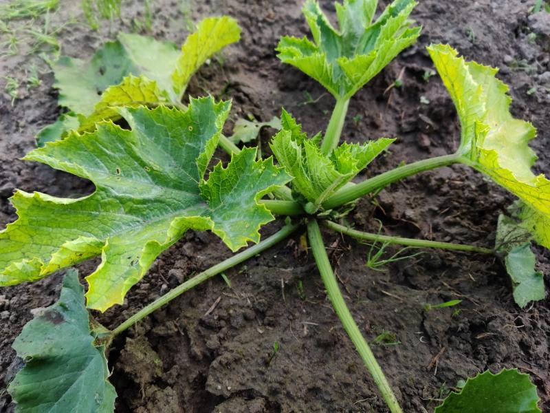 Name:  dzialka3.jpg
Views: 32
Size:  98.6 KB