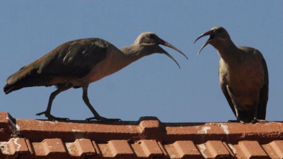 Name:  39f22f35-904a-47bc-bf17-ed2a803ee1d3.jpg
Views: 42
Size:  20.9 KB