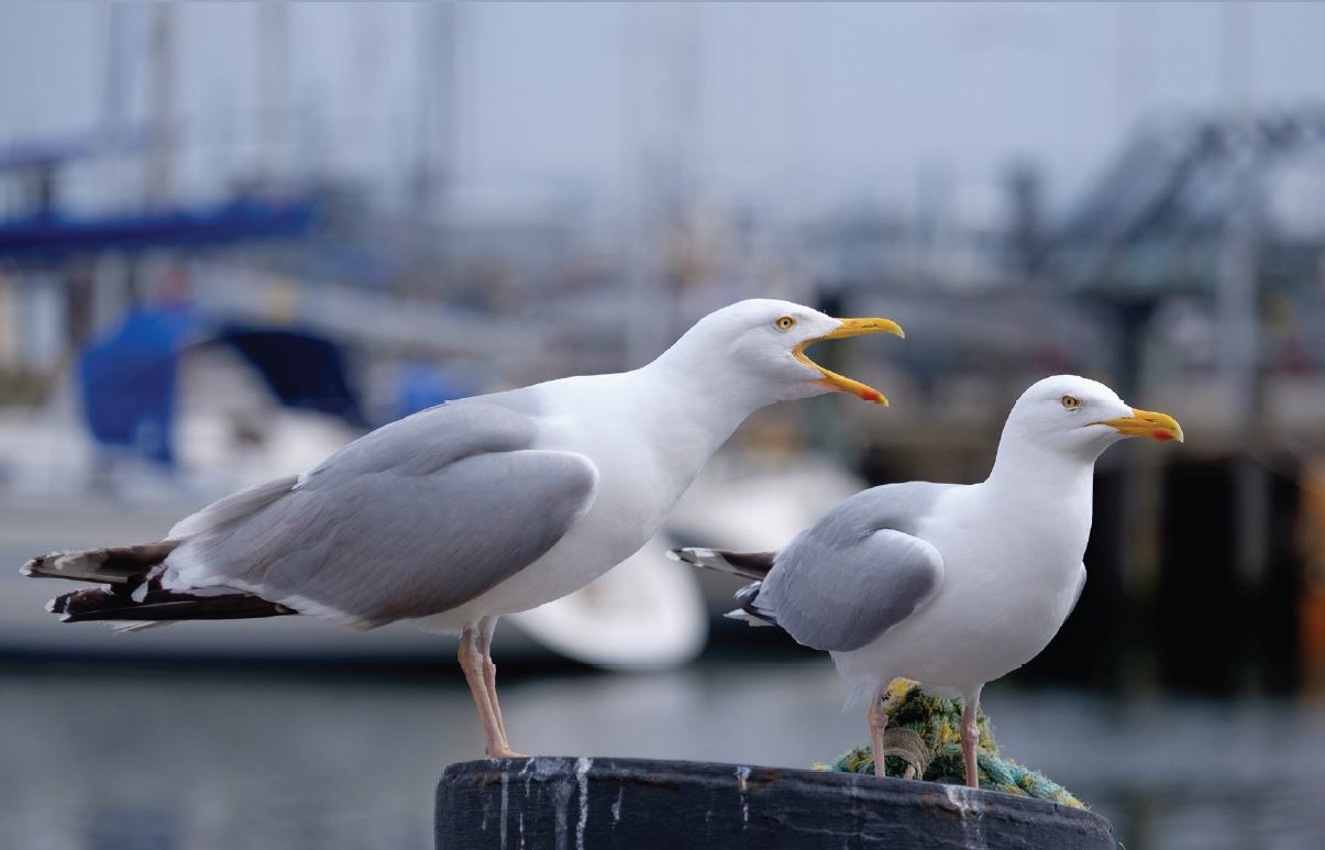 Name:  chayka_2022_23.jpg
Views: 37
Size:  75.4 KB