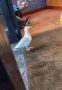 Name:  bird-thief.gif
Views: 52
Size:  268.3 KB