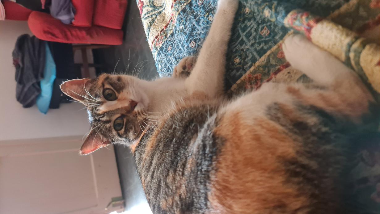 Name:  20230802_174752.jpg
Views: 72
Size:  93.5 KB