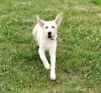 Name:  2023-08-0413_34_57-AplikacjaŁączeztelefonem.jpg
Views: 329
Size:  11.8 KB