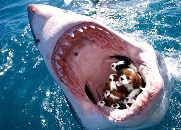 Name:  shark-eating-puppies1.jpg
Views: 56
Size:  53.6 KB
