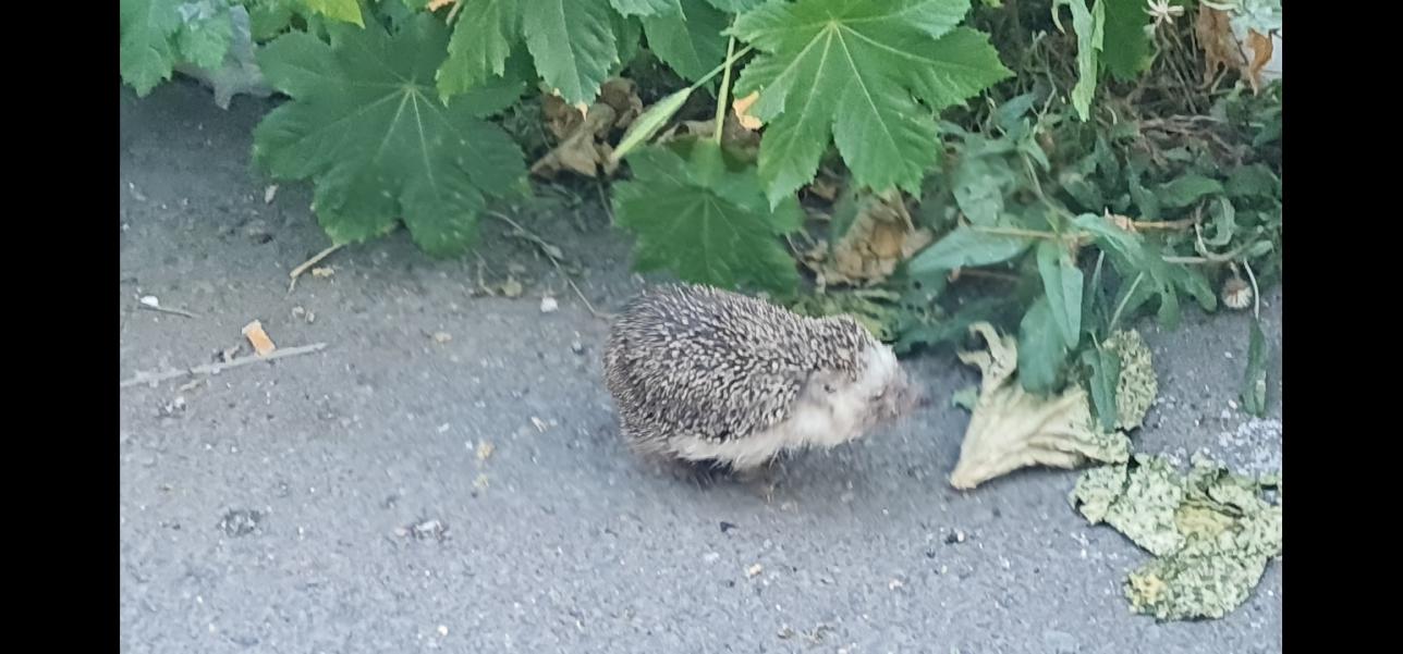 Name:  Screenshot_20230810_125546_Gallery.jpg
Views: 98
Size:  99.7 KB