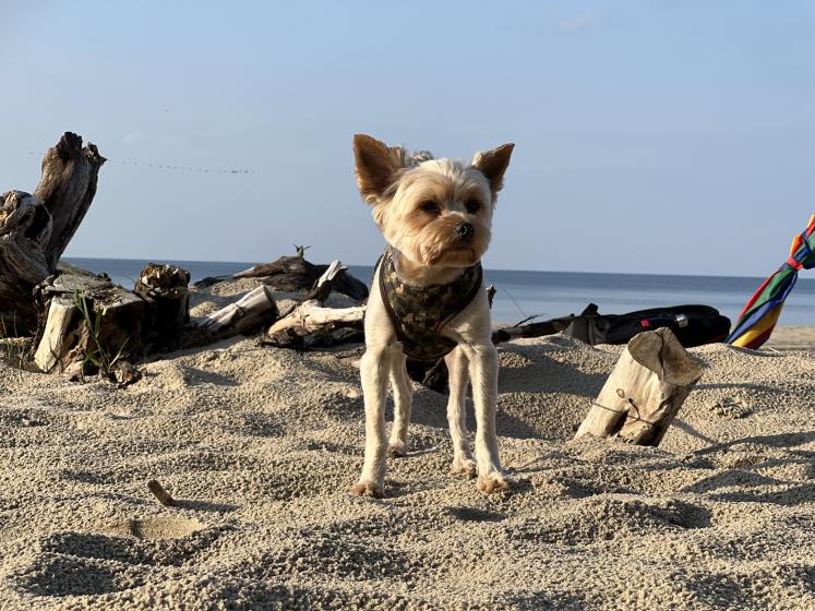 Name:  IMG_1042.jpg
Views: 129
Size:  98.5 KB