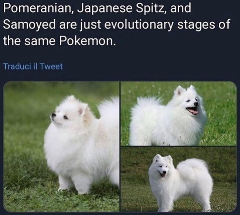 Name:  pomeranian-japanese-spitz-and-samoyed-are-just-evolutionary-stages-same-pokemon-traduci-il-tweet.jpg
Views: 1184
Size:  61.2 KB