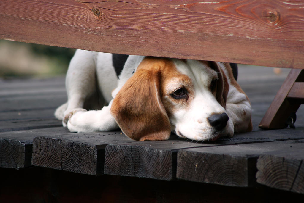 Name:  keepin__an_eye_by_itazurazuki_d5kzksk-fullview.jpg
Views: 41
Size:  95.7 KB