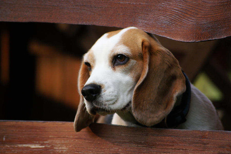 Name:  can_t_escape_by_itazurazuki_d2tbkeb-fullview.jpg
Views: 41
Size:  68.9 KB