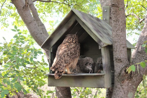 Name:  Spotted_Eagle_Owl_House_made_from_Recycled_Plastic.jpg
Views: 30
Size:  79.5 KB