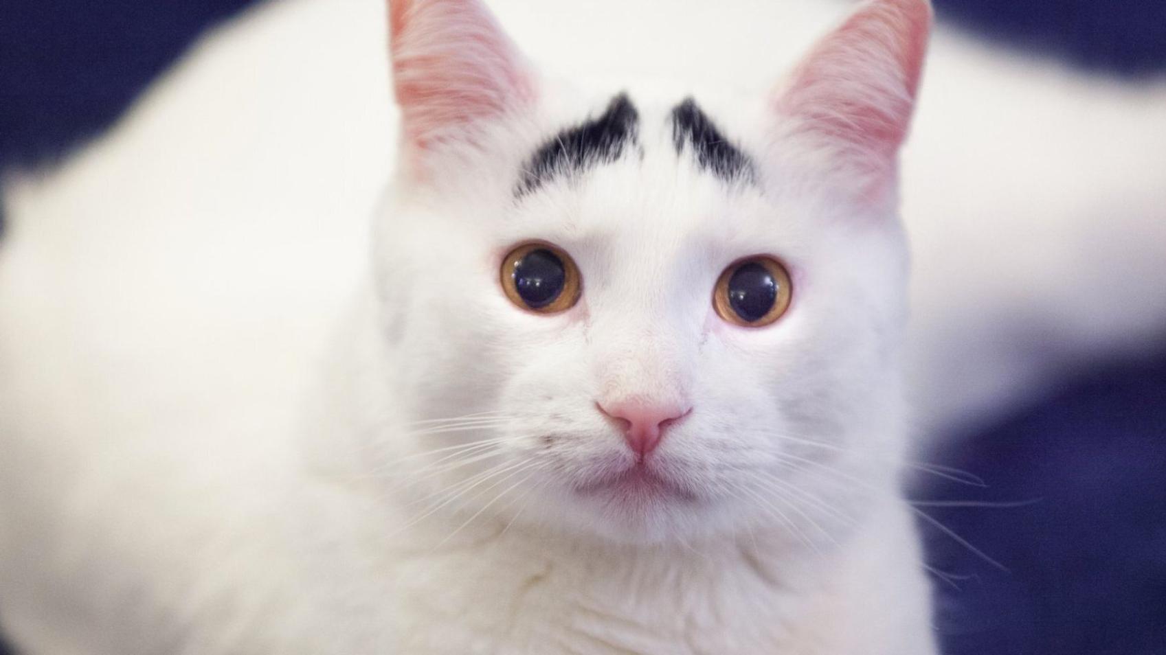 Name:  5d01df9c210000dc18ec1974.jpg
Views: 52
Size:  90.8 KB