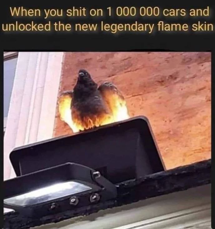 Name:  pigCapture.JPG
Views: 28
Size:  64.8 KB